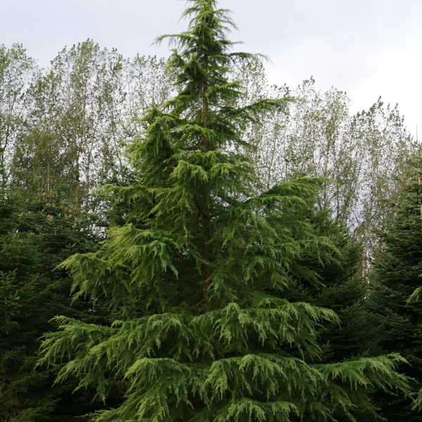 Cedrus deodara 'Aurea' – cedr himálajský 'Aurea'