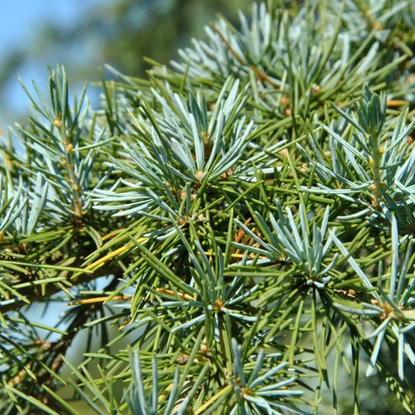 Cedrus deodara 'Karl Fuchs' – cedr himálajský 'Karl Fuchs'
