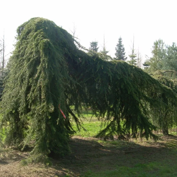 Cedrus deodara 'Pendula' – cedr himálajský 'Pendula'