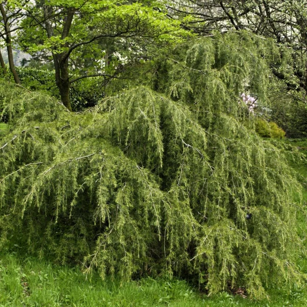 Cedrus deodara 'Robusta' – cedr himálajský 'Robusta'