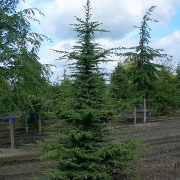 Cedrus libani – cedr libanonský