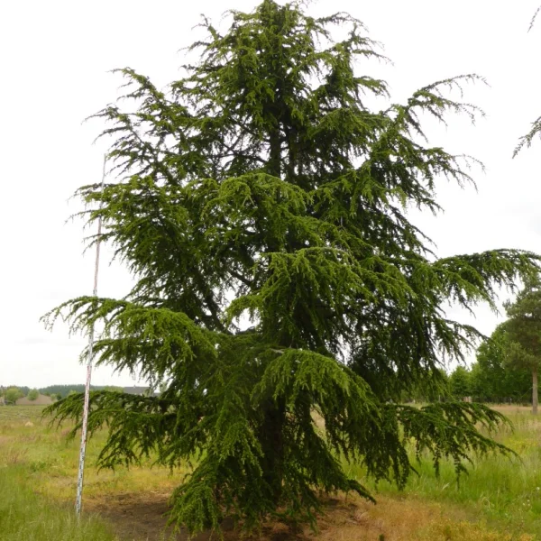 Cedrus libani subsp. atlantica – cedr libanonský subsp. atlantica