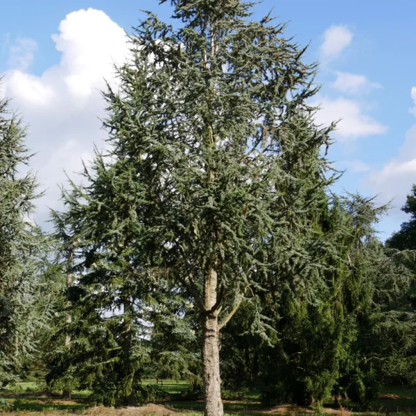 Cedrus libani 'Glauca Fastigiata' – cedr libanonský 'Glauca Fastigiata'