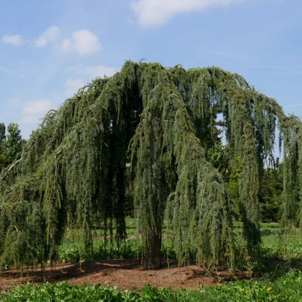 Cedrus libani 'Glauca Pendula' – cedr libanonský 'Glauca Pendula'