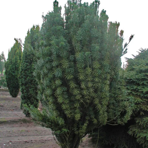 Cephalotaxus harringtonii 'Fastigiata' – hlavotis peckovitý  'Fastigiata'