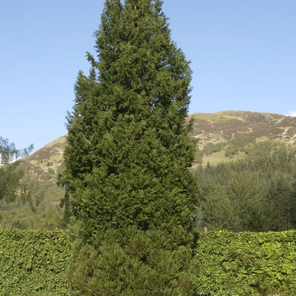 Chamaecyparis lawsoniana 'Columnaris' – cypřišek Lawsonův 'Columnaris'