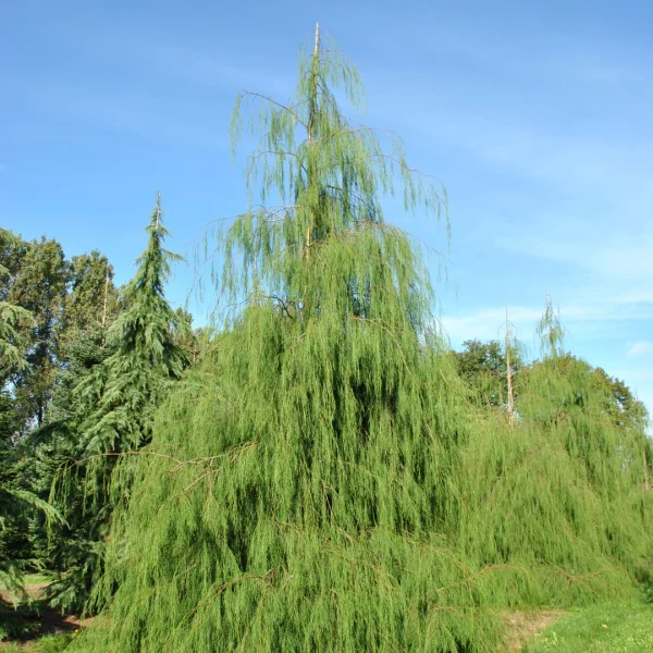 Chamaecyparis lawsoniana 'Imbricata Pendula' – cypřišek Lawsonův  'Imbricata Pendula'