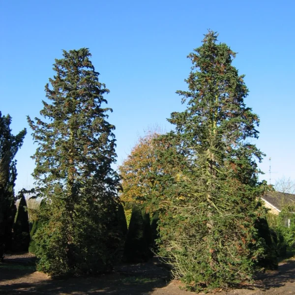 Chamaecyparis lawsoniana 'Wisselii' – cypřišek Lawsonův 'Wisselii'