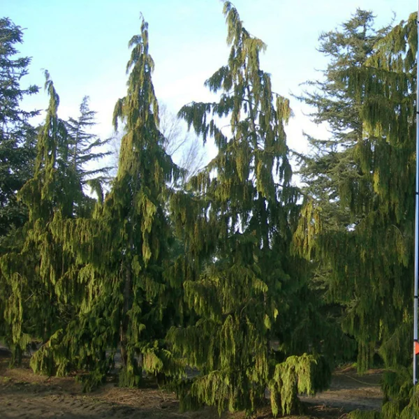 Chamaecyparis nootkatensis 'Pendula' – cypřišek nutkajský 'Pendula'