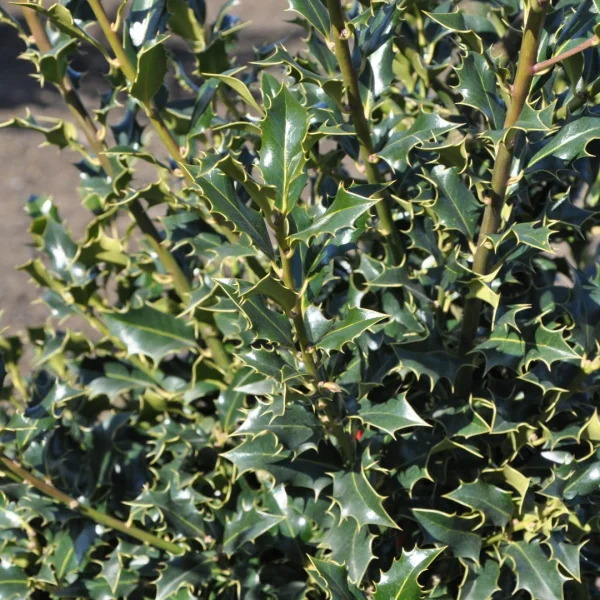 Ilex aquifolium 'Alaska' – cesmína ostrolistá 'Alaska'