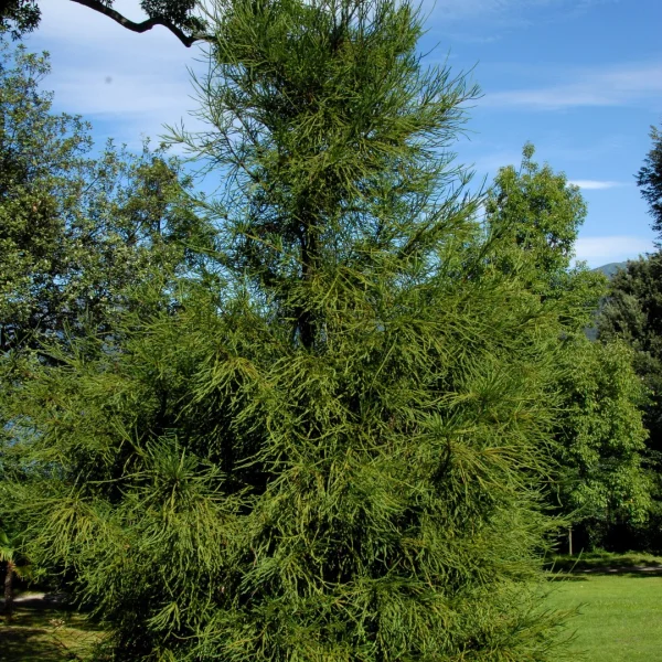 Cryptomeria japonica 'Araucarioides' – kryptomerie japonská 'Araucarioides'