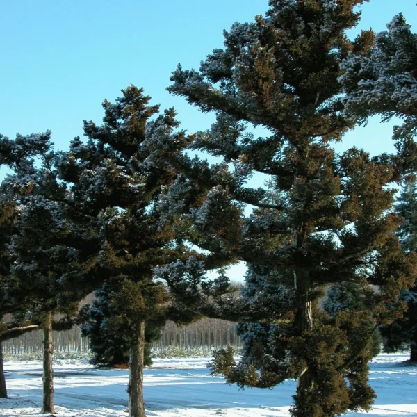 Cryptomeria japonica 'Bandai' – kryptomerie japonská 'Bandai'