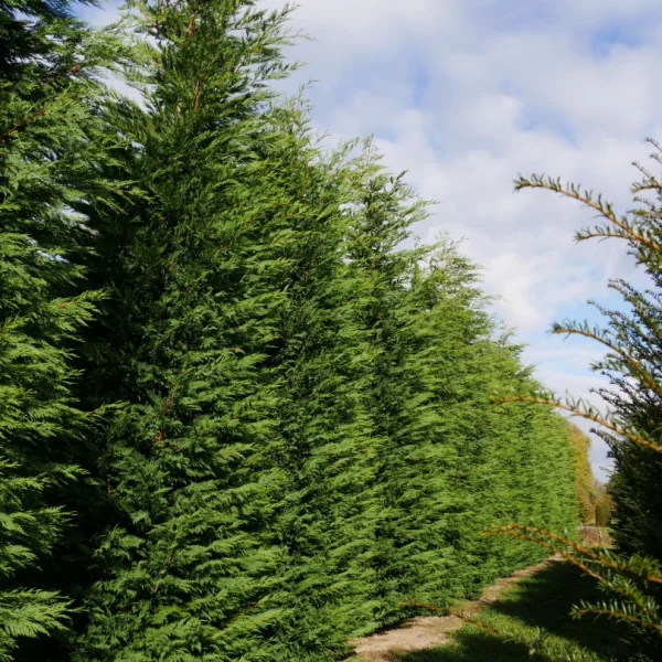 × Cupressocyparis leylandii – cypřišovec Leylandův
