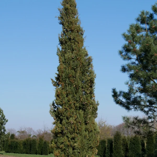 Cupressus sempervirens – cypřiš stálezelený