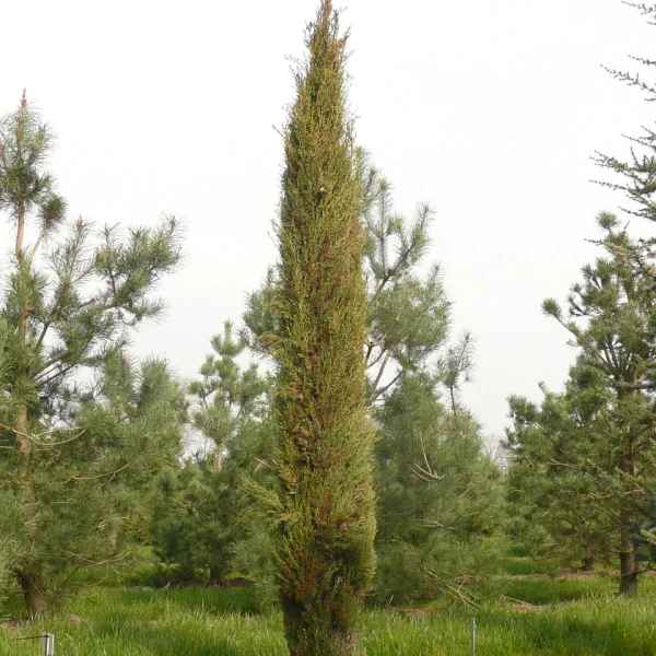 Cupressus sempervirens 'Stricta' – cypřiš stálezelený