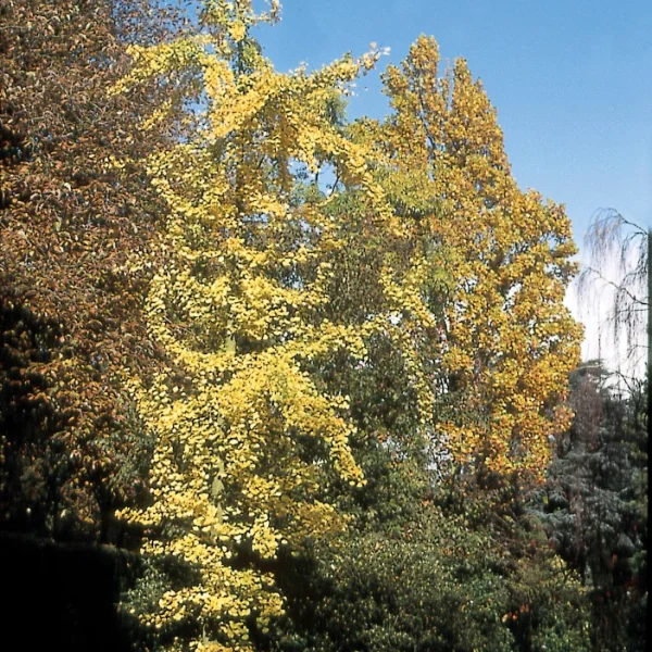 Ginkgo biloba 'Fairmount' – jinan dvoulaločný 'Fairmount'
