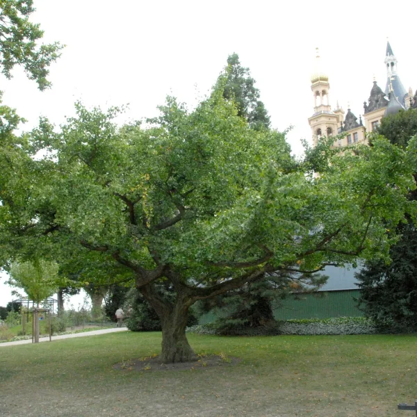 Ginkgo biloba 'Horizontalis' – jinan dvoulaločný 'Horizontalis'