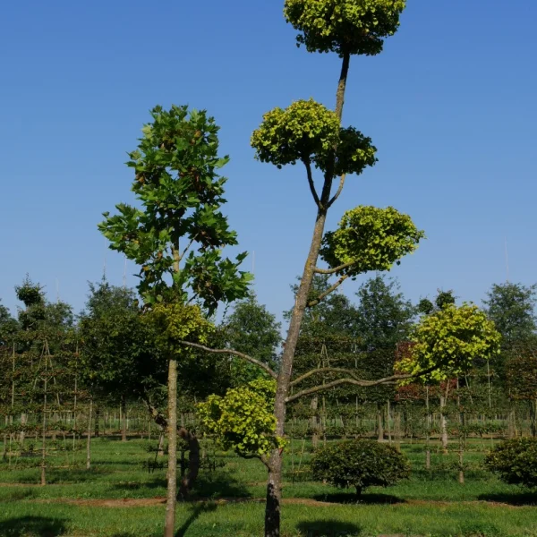 Ginkgo biloba 'Mariken' – jinan dvoulaločný 'Mariken'