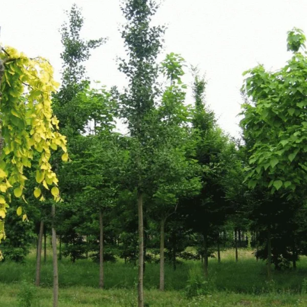Ginkgo biloba 'Mascia' – jinan dvoulaločný 'Mascia'