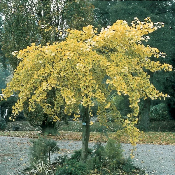 Ginkgo biloba 'Pendula' – jinan dvoulaločný 'Pendula'