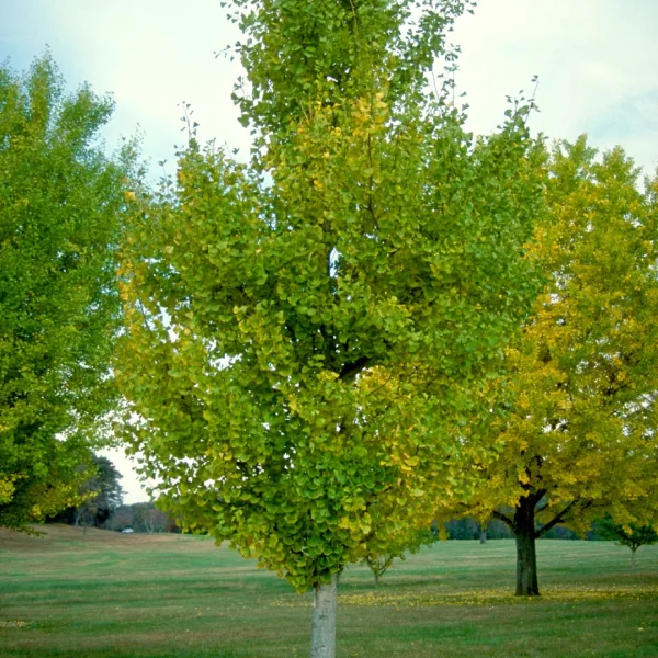 Ginkgo biloba 'Princeton Sentry' – jinan dvoulaločný 'Princeton Sentry'
