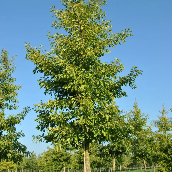 Ginkgo biloba 'Saratoga' – jinan dvoulaločný 'Saratoga'