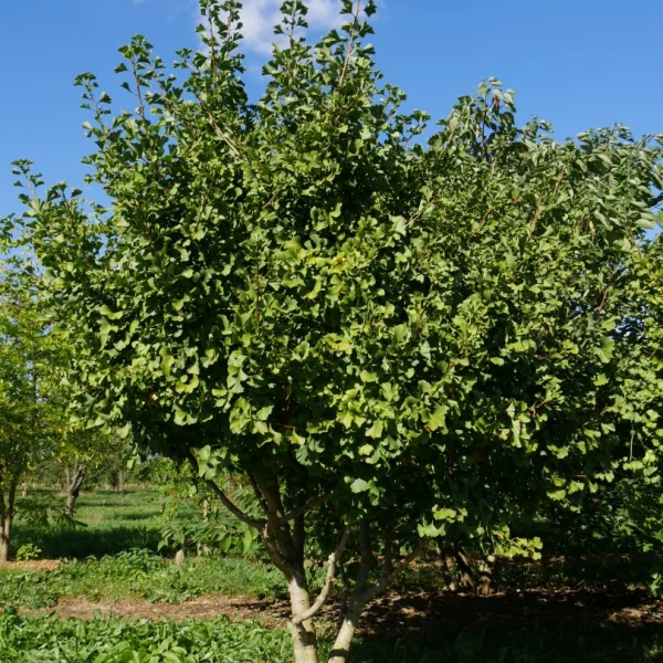 Ginkgo biloba 'Simon' – jinan dvoulaločný 'Simon'