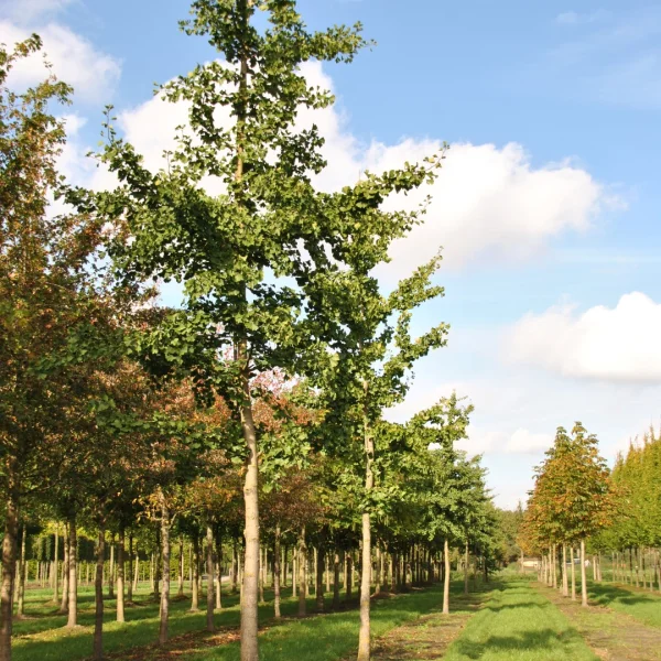 Ginkgo biloba 'Tremonia' – jinan dvoulaločný 'Tremonia'
