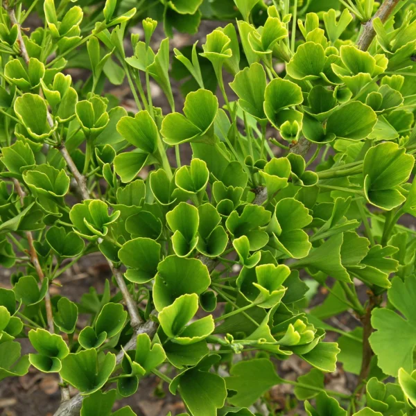 Ginkgo biloba 'Tubifolia' – jinan dvoulaločný 'Tubifolia'
