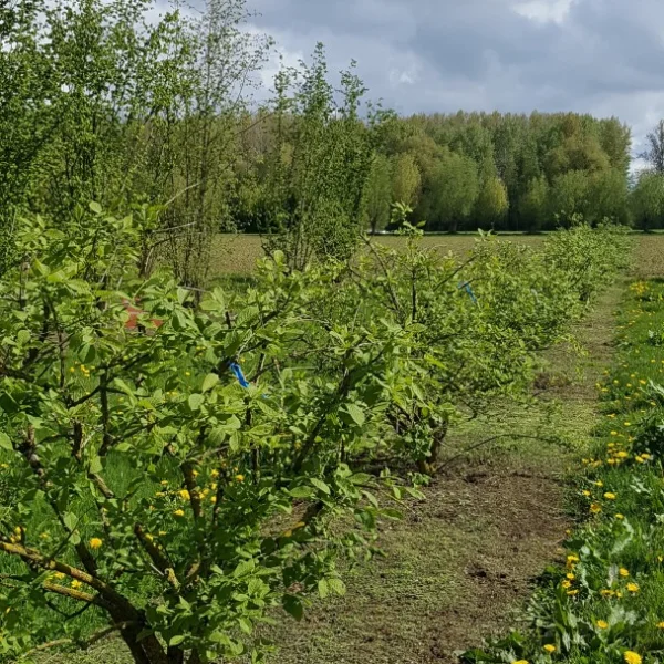 Euonymus phellomanus – brslen korkovitý