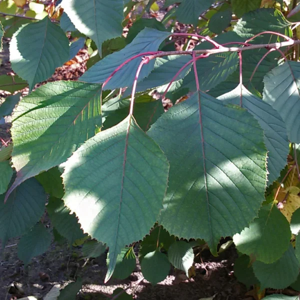 Euptelea pleiosperma – jilmovník Franchetův