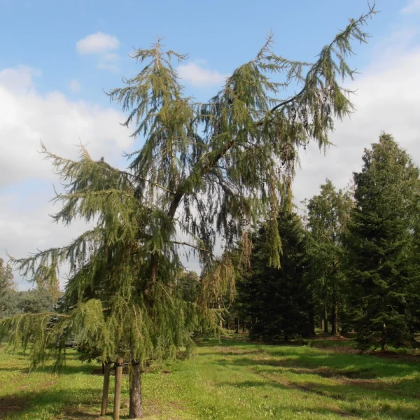 Larix decidua 'Pendula' – modřín opadavý 'Pendula'
