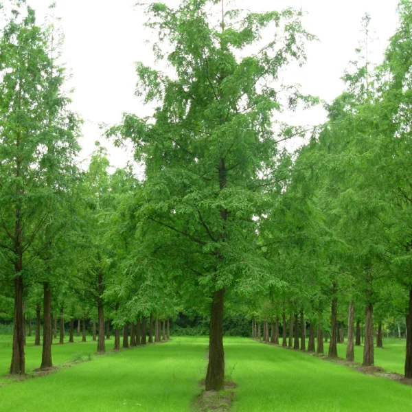 Metasequoia glyptostroboides – Metasekvoje čínská