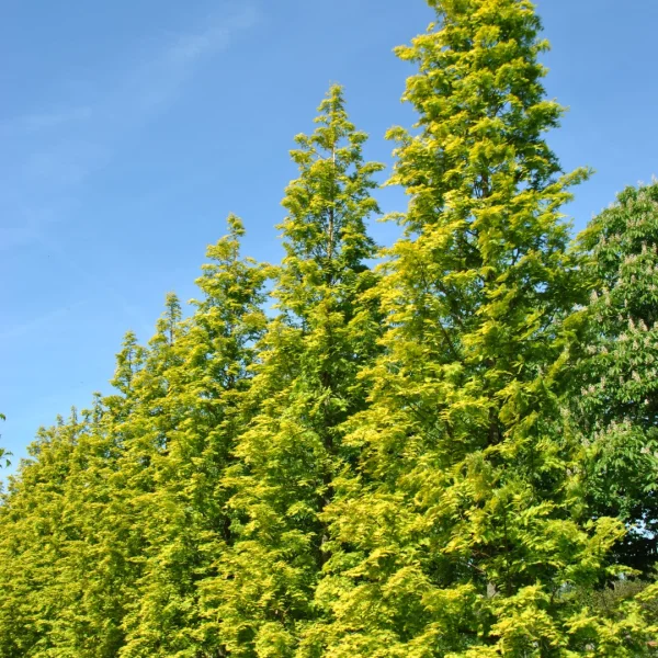 Metasequoia glyptostroboides GOLDRUSH ('Ogon') – metasekvoje čínská GOLDRUSH ('Ogon')