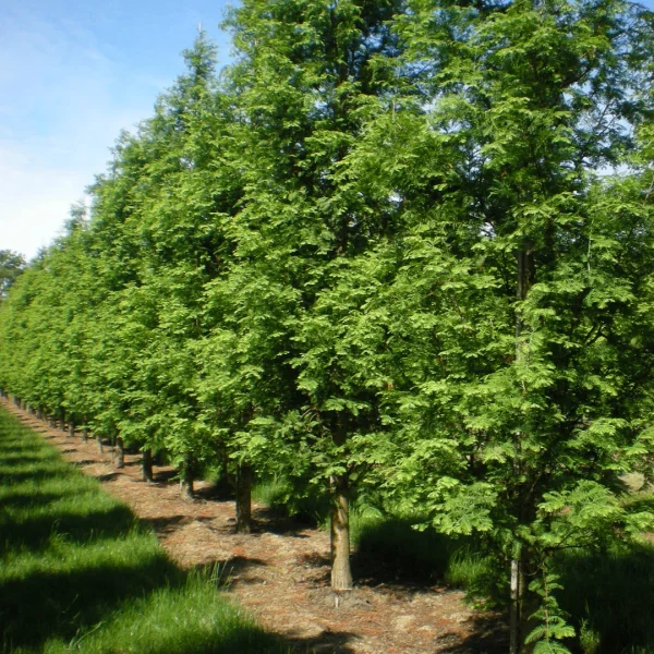 Metasequoia glyptostroboides 'Sheridan Spire' – metasekvoje čínská 'Sheridan Spire'