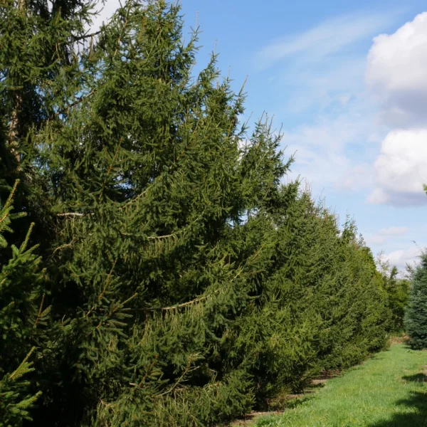 Picea abies – smrk ztepilý