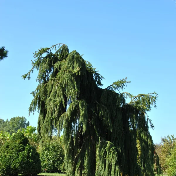 Picea abies 'Inversa' – smrk ztepilý 'Inversa'
