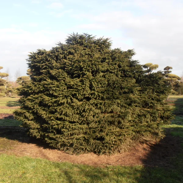 Picea abies 'Nidiformis' – smrk ztepilý 'Nidiformis'