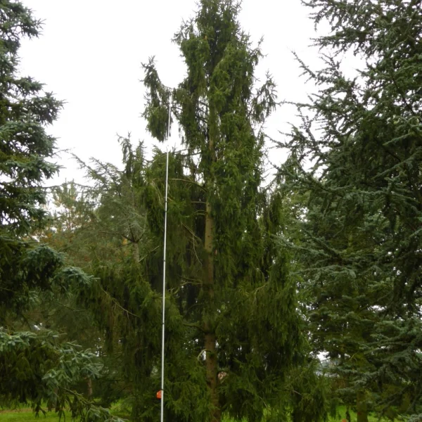 Picea abies 'Pendula' – smrk ztepilý 'Pendula'