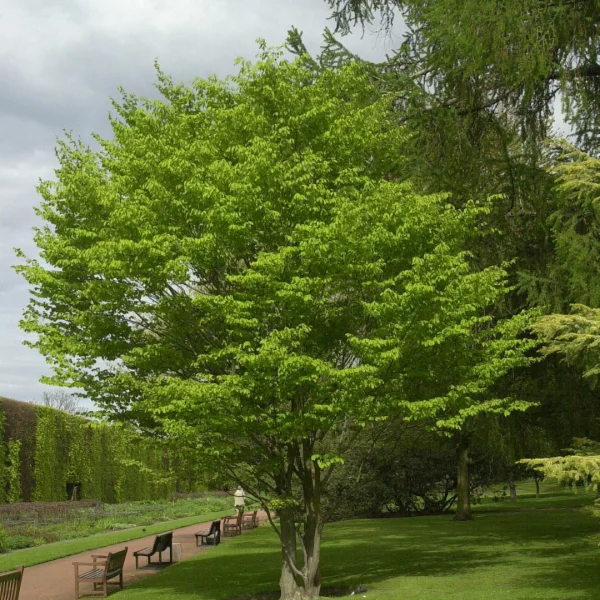 Fagus engleriana – buk Englerův