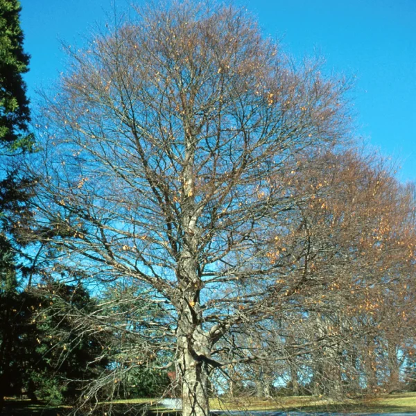 Fagus grandifolia – buk velkolistý