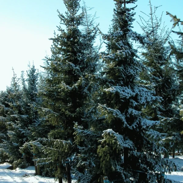Picea breweriana – smrk brewerův