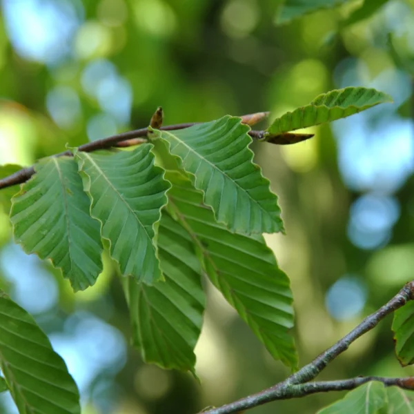 Fagus grandifolia var. caroliniana – buk velkolistý var. caroliniana