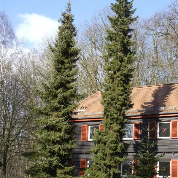 Picea omorika – smrk omorika