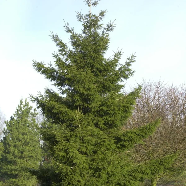 Picea orientalis – smrk východní