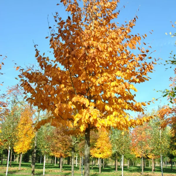 Fagus orientalis – buk východní