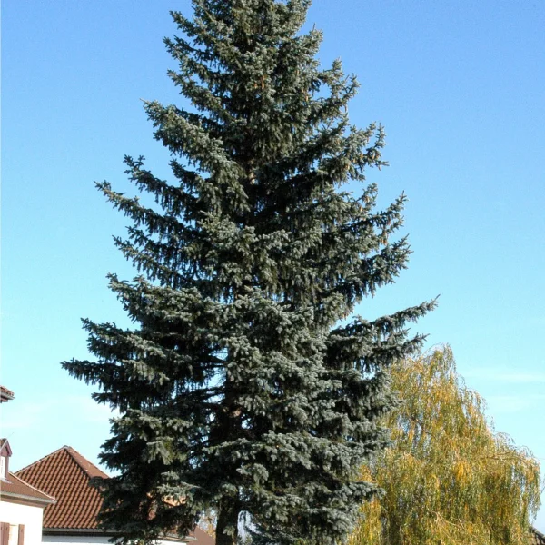 Picea pungens f. glauca – Smrk pichlavý f. glauca