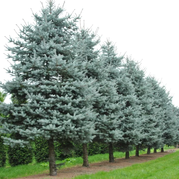Picea pungens 'Blue Diamond' – smrk pichlavý CHRISTMAS BLUE ('Blue Diamond')