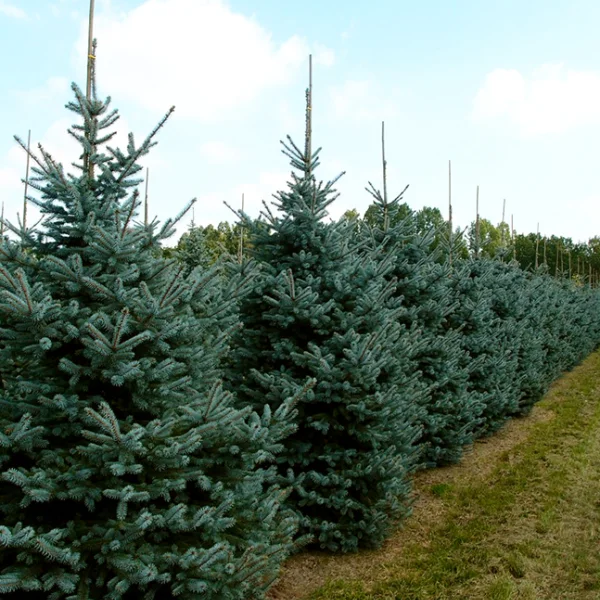 Picea pungens 'Erich Frahm' – smrk pichlavý 'Erich Frahm'