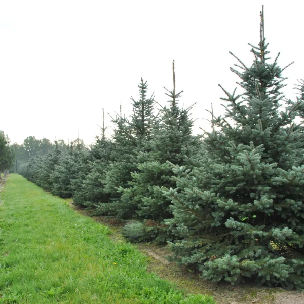 Picea pungens 'Fat Albert' – Smrk pichlavý 'Fat Albert'